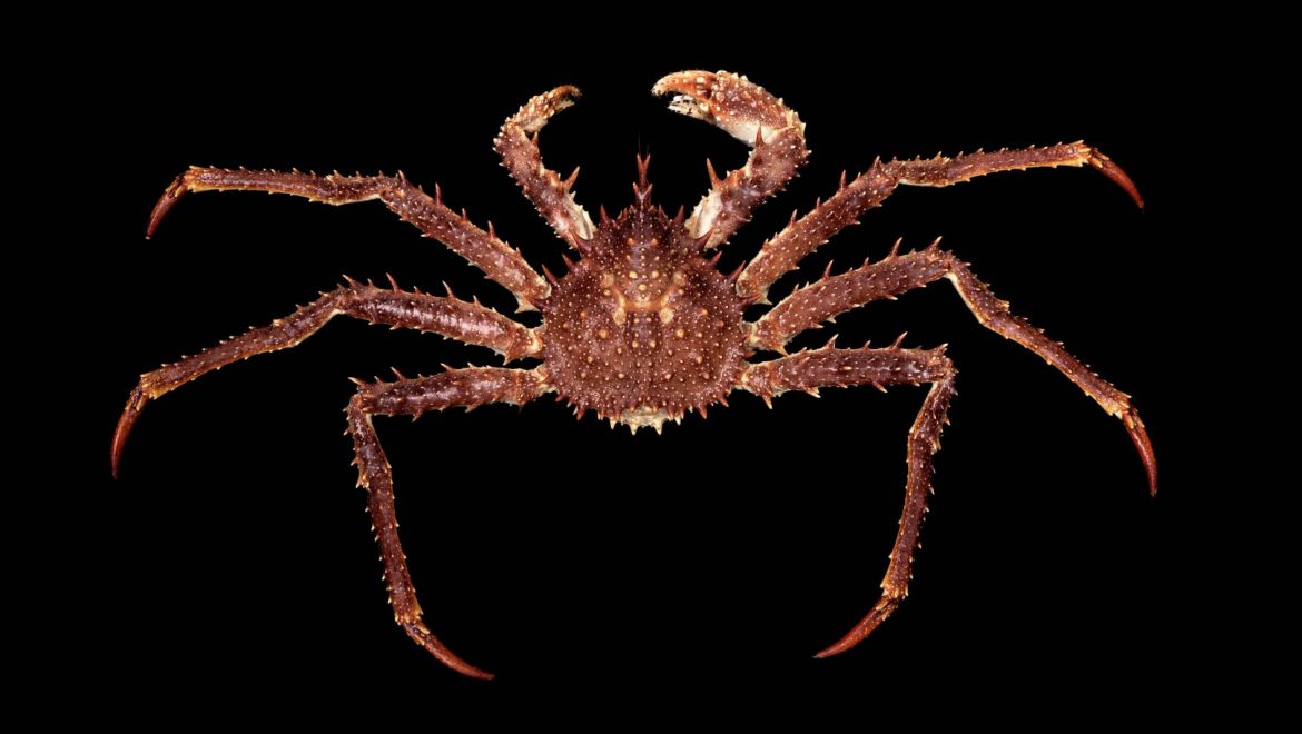 Lithodes maja