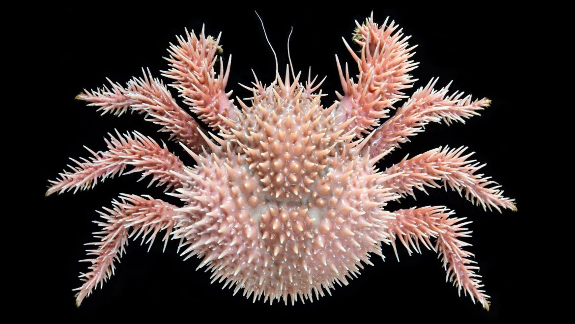 Paralomis histrix