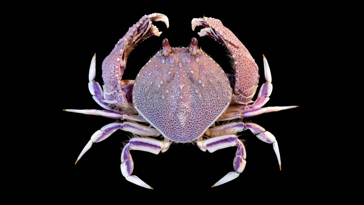 Cycloes granulosa
