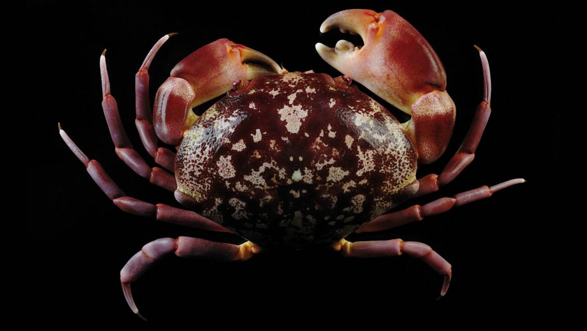 Carpilius convexus