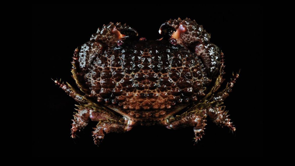 Daira perlata