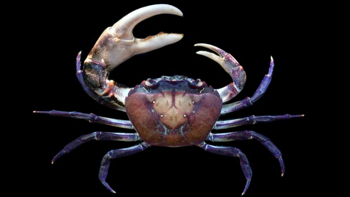 Sayamia melanodactylus