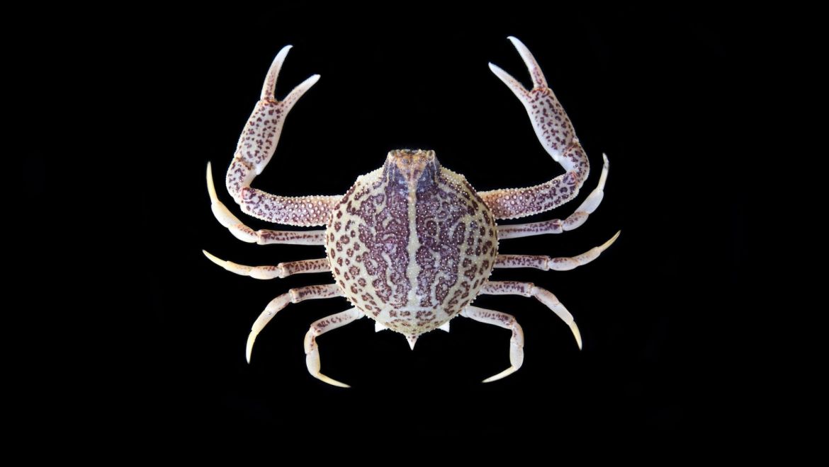 Persephona aquilonaris