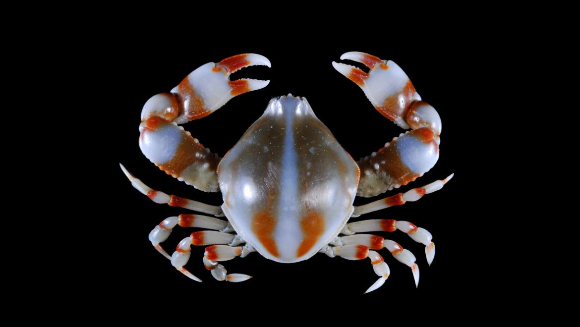 Seulocia latirostrata