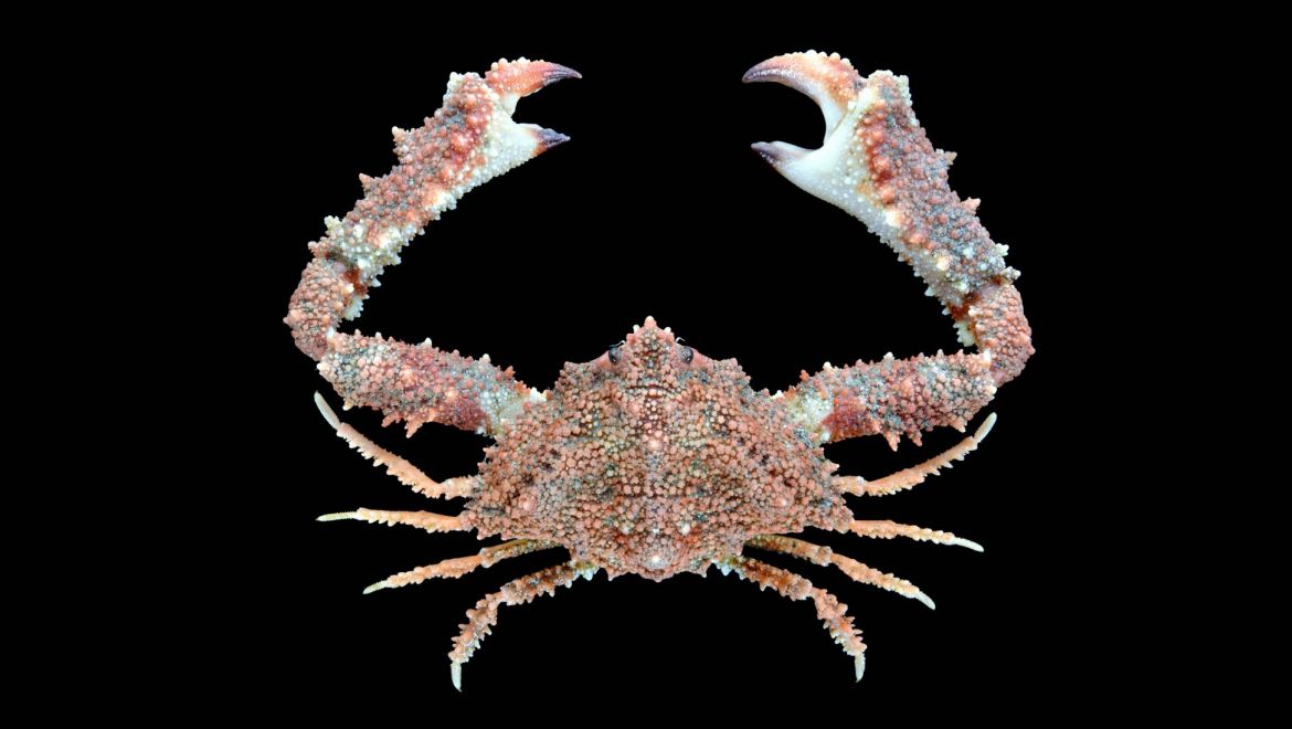 Garthambrus stellatus