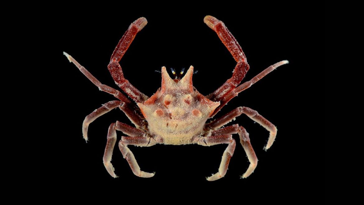 Ceratocarcinus longimanus