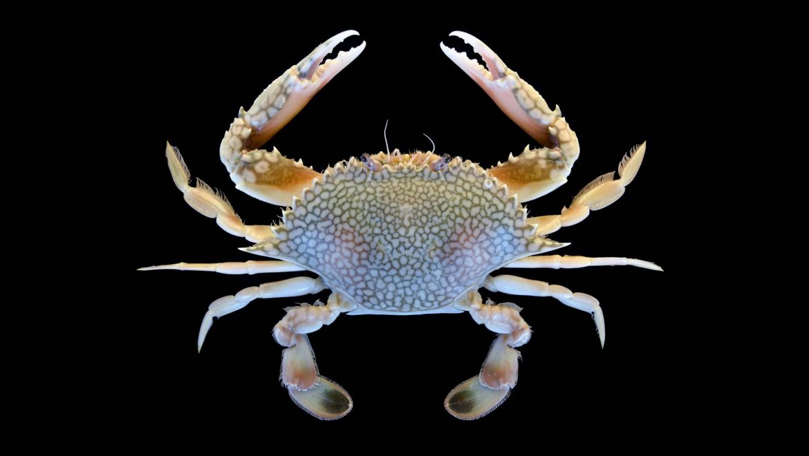 Arenaeus cribrarius