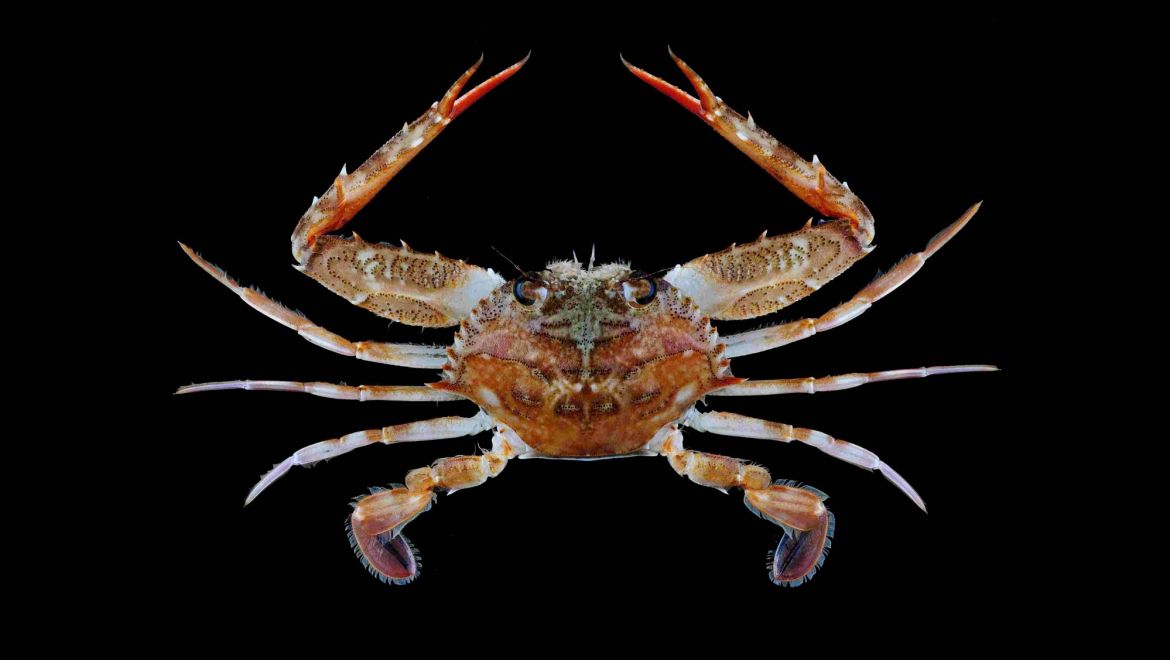 Lupocycloporus gracilimanus