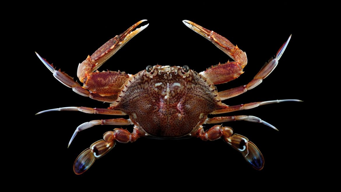 Monomia haani