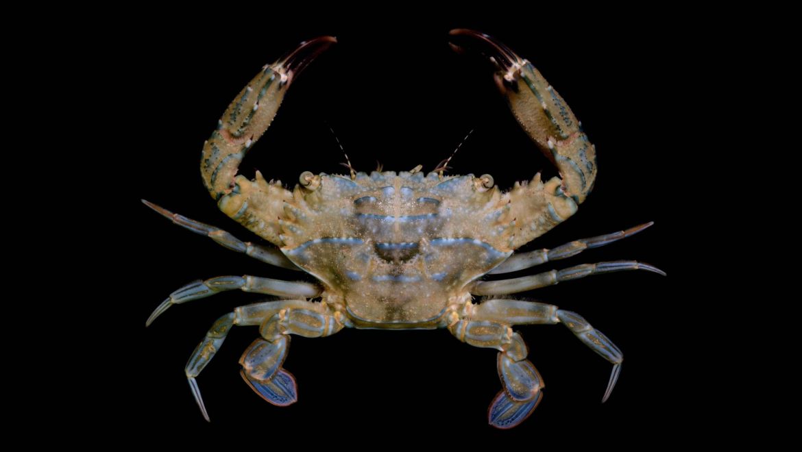 Thranita danae