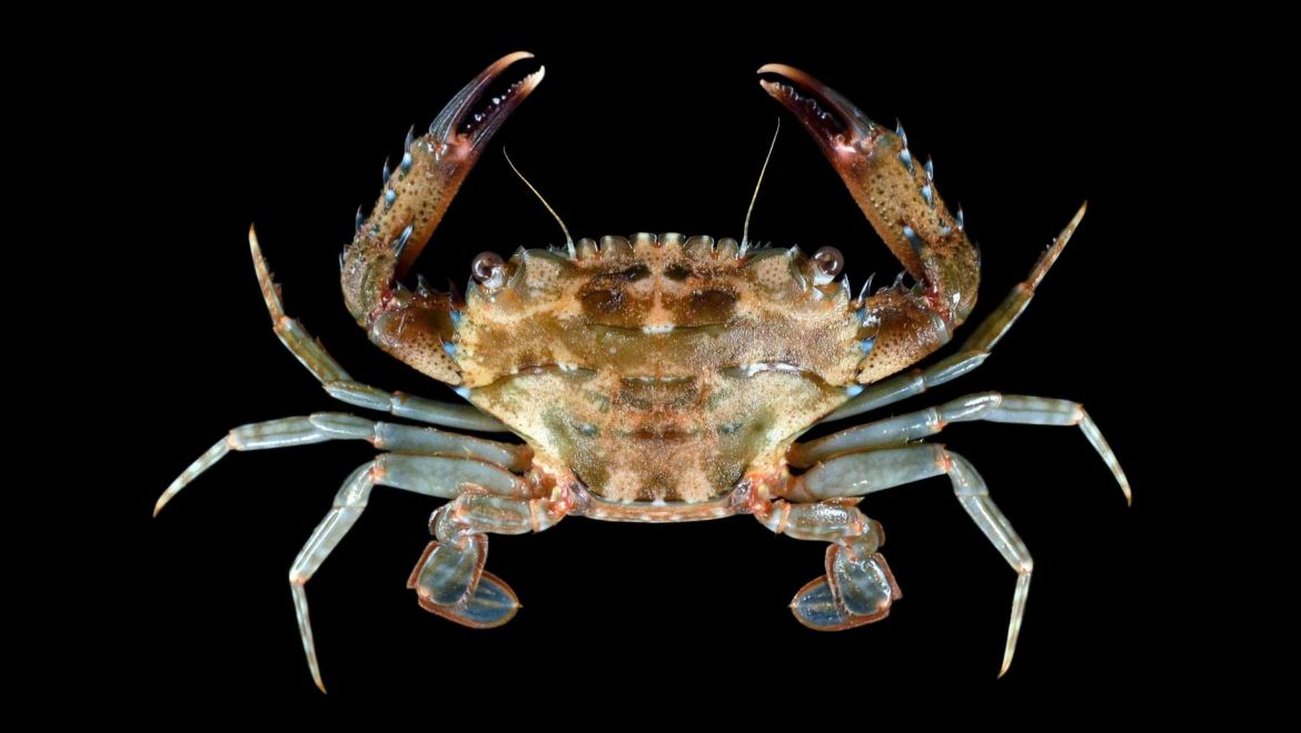 Thranita pelsarti
