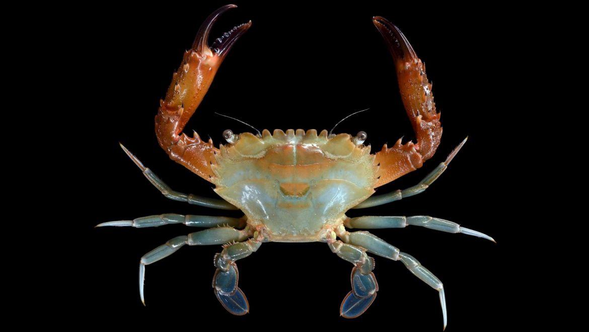 Thranita spinimana