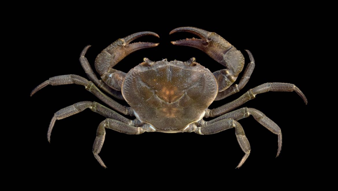 Neolarnaudia phymatodes