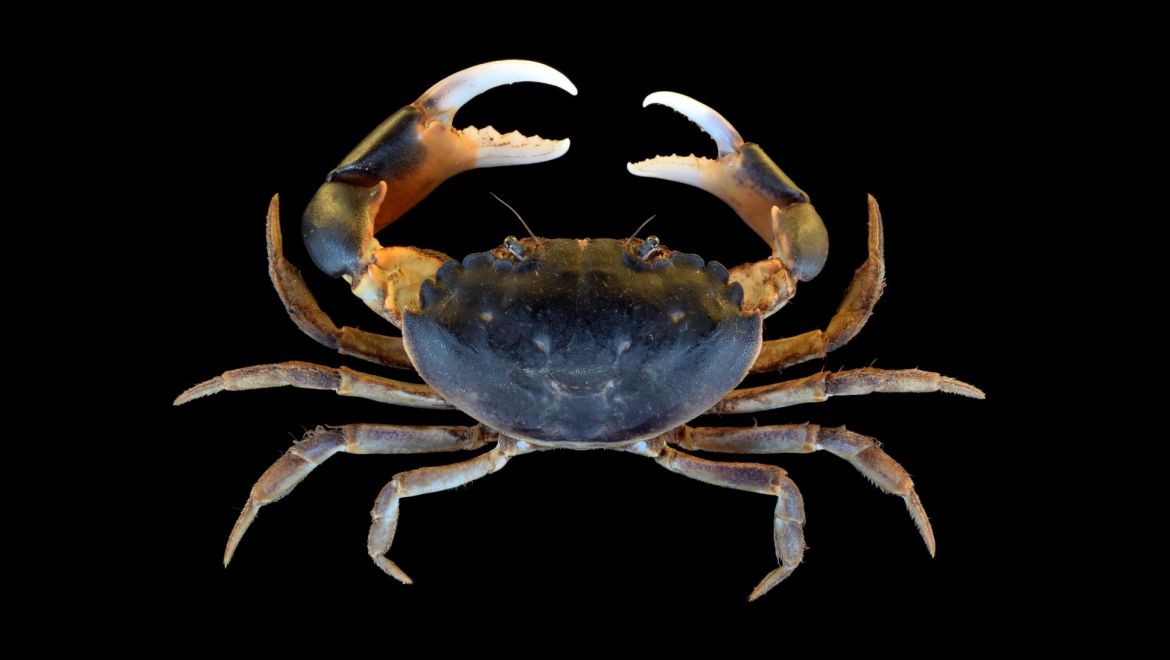 Eurytium limosum