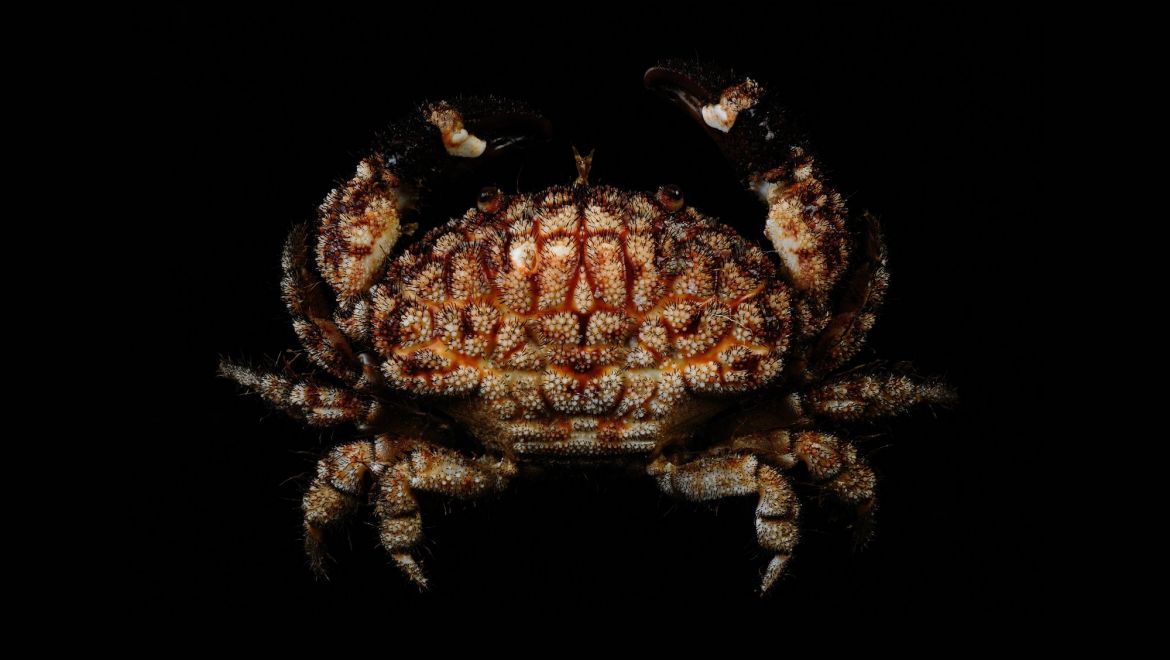 Actaeodes hirsutissimus