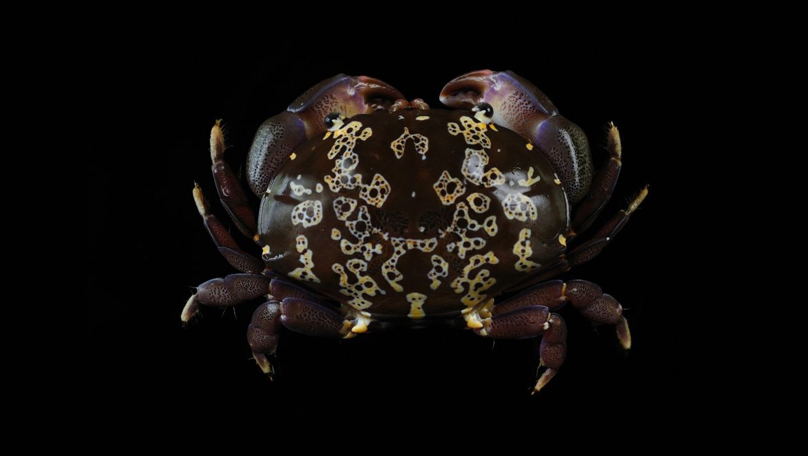 Atergatis floridus