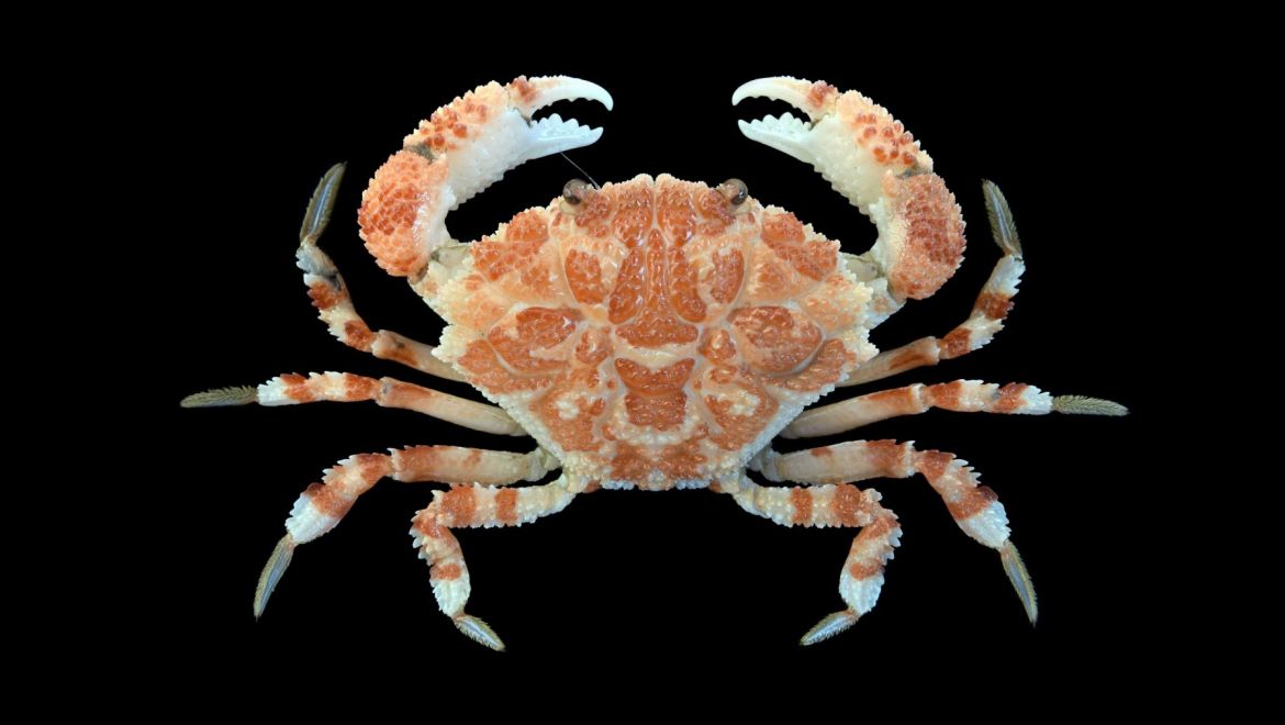 Demania scaberrima