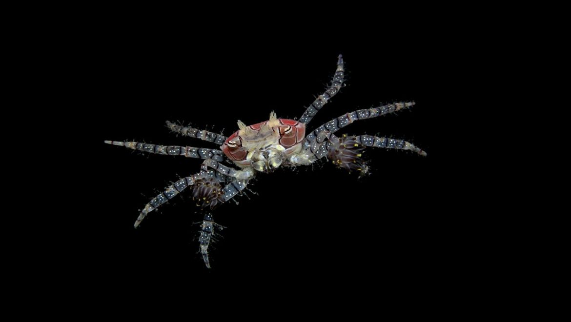 Lybia tessellata