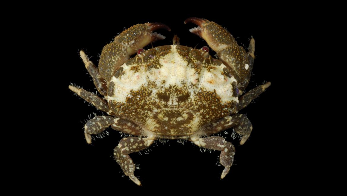 Platypodia pseudogranulosa