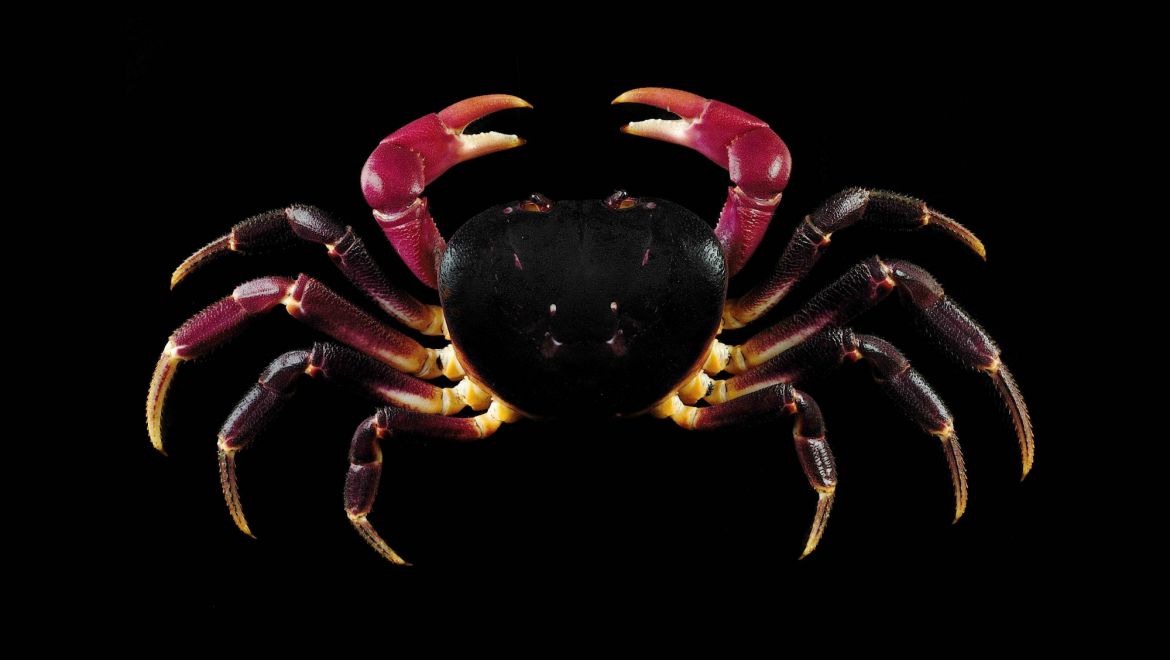 Gecarcoidea lalandii