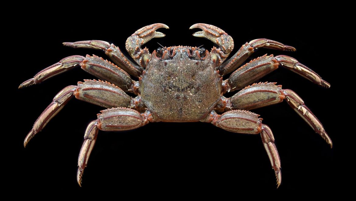 Guinusia chabrus