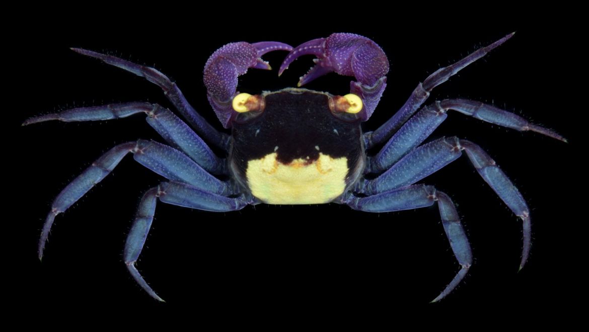 Geosesarma dennerle