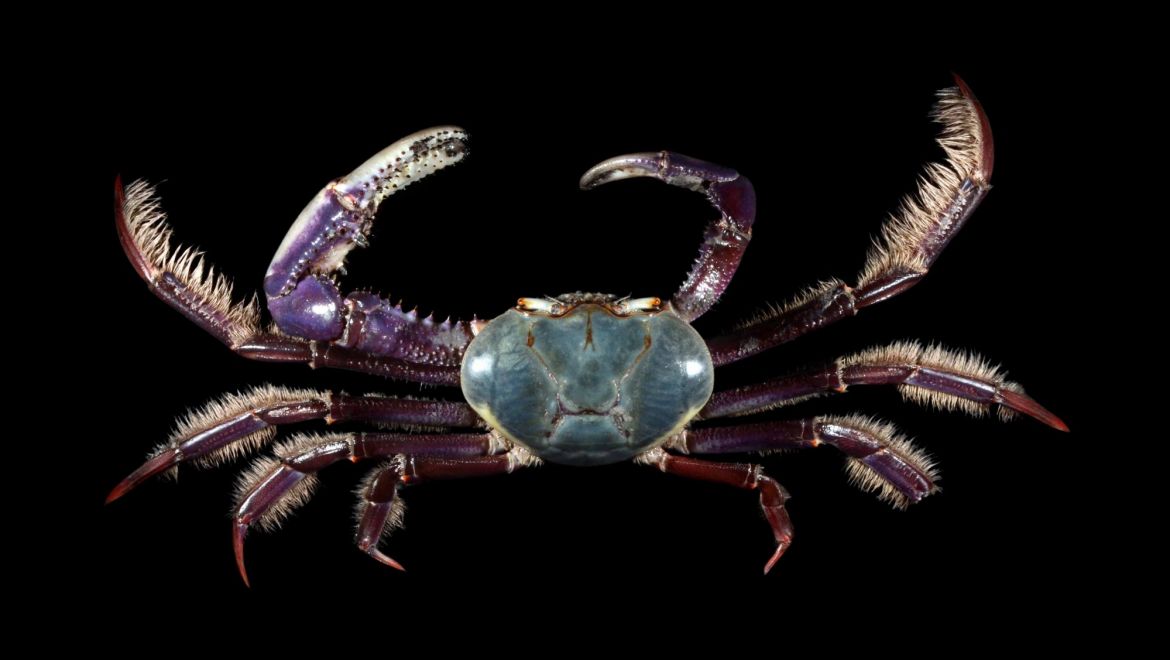 Ucides cordatus