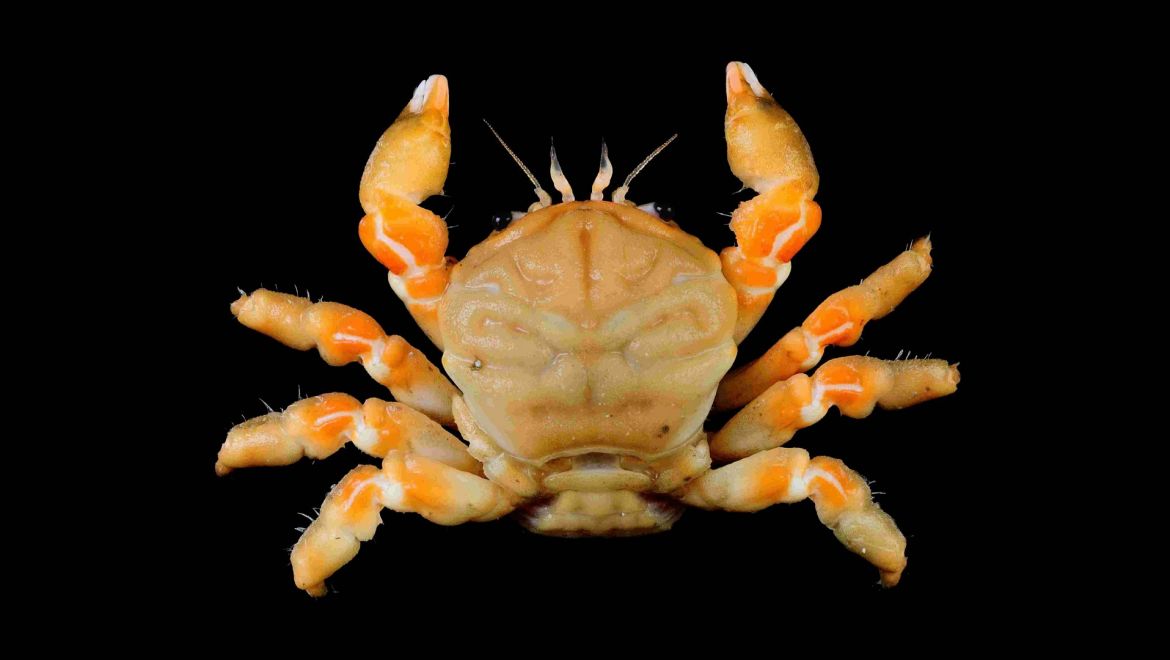 Metadynomene tanensis