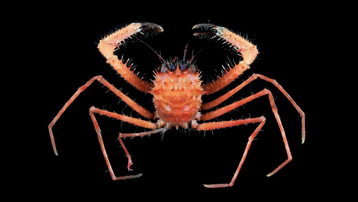 Yaldwynopsis saguili