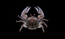 Allopetrolisthes punctatus