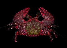 Allopetrolisthes spinifrons