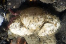 Enosteoides palauensis