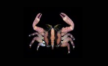 Liopetrolisthes mitra