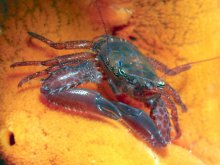 Lissoporcellana furcillata