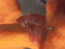 Lissoporcellana furcillata