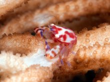 Lissoporcellana nakasonei