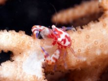 Lissoporcellana nakasonei