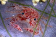 Lissoporcellana quadrilobata