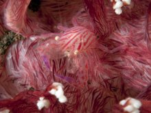 Lissoporcellana quadrilobata