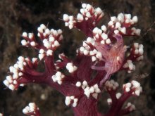 Lissoporcellana quadrilobata