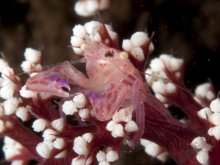 Lissoporcellana quadrilobata