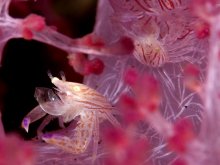 Lissoporcellana quadrilobata