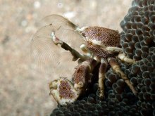 Neopetrolisthes maculatus