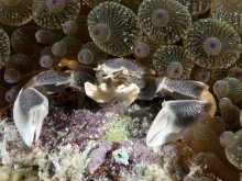 Neopetrolisthes maculatus