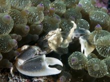 Neopetrolisthes maculatus