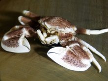 Neopetrolisthes maculatus