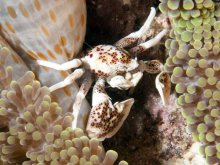 Neopetrolisthes maculatus