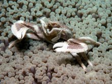 Neopetrolisthes maculatus