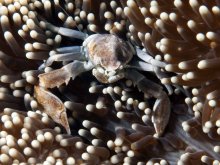 Neopetrolisthes spinatus