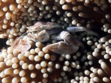 Neopetrolisthes spinatus